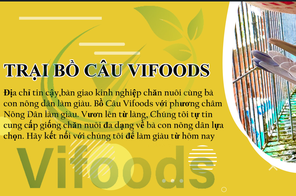 Cung cấp sỉ bồ câu thịt
