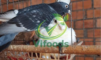 Bồ câu pháp thuần chủng bố mẹ