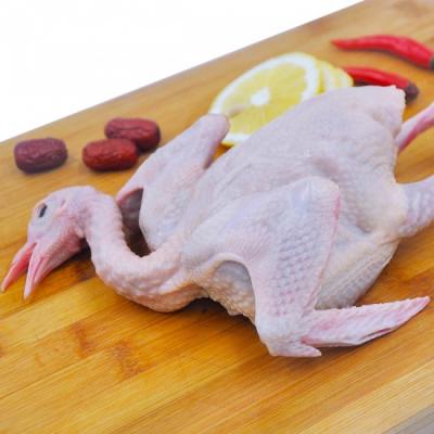 Địa Chỉ Cung Cấp Chim Bồ Câu Thịt Uy Tín Tại TP.HCM
